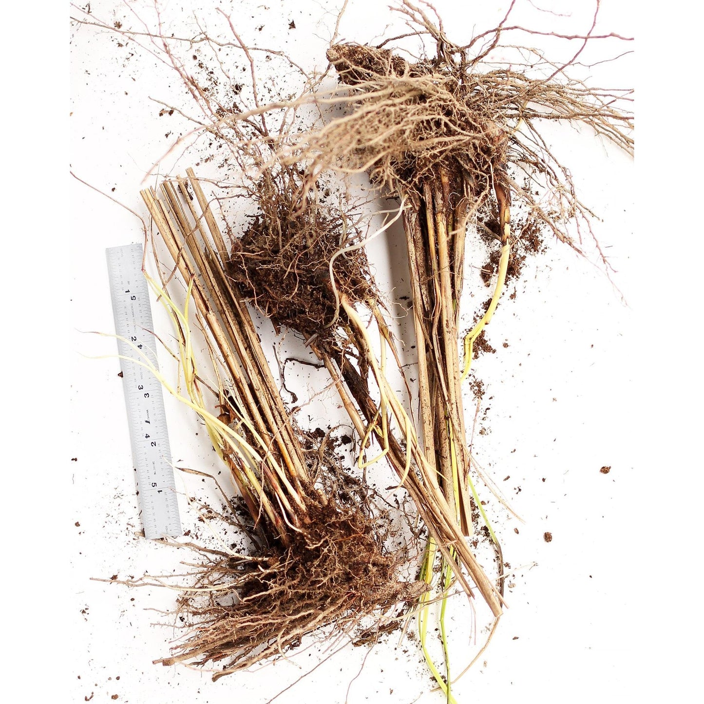 Gracillimus Maiden Grass - 3 bareroot plants