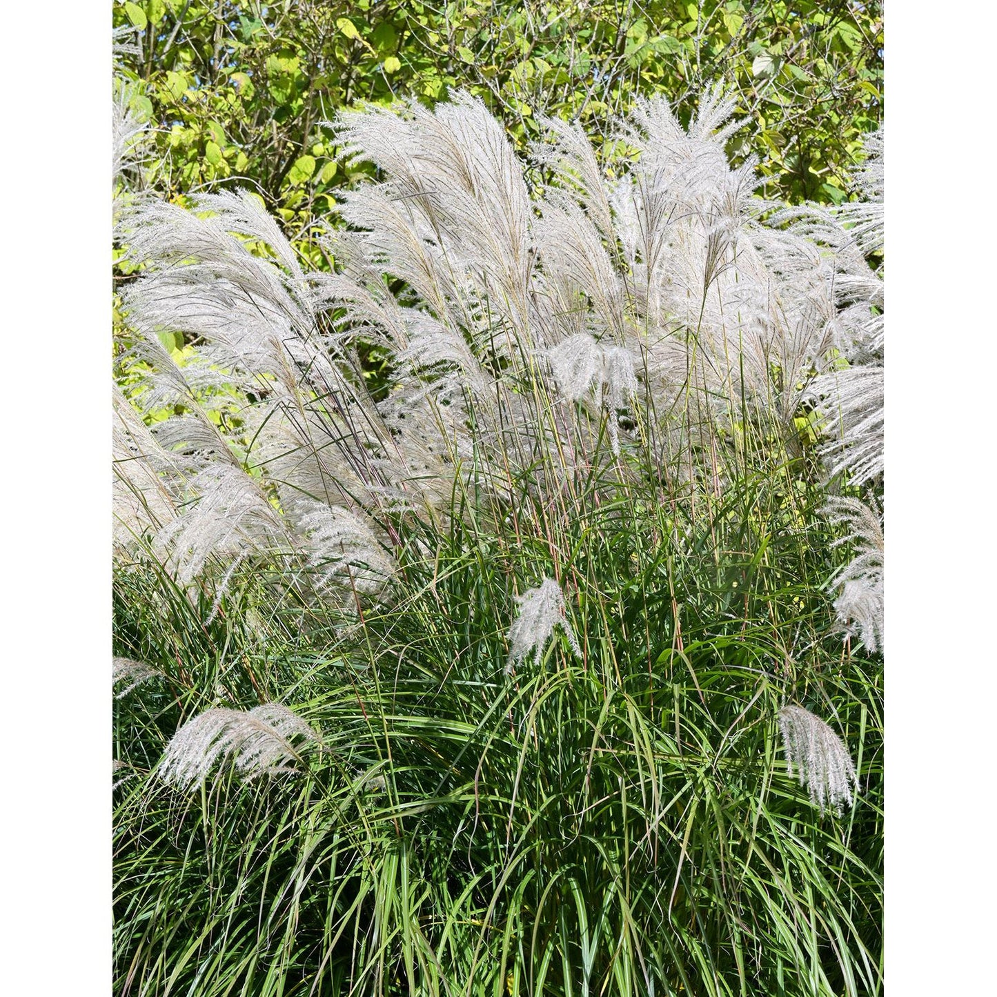 Graziella Maiden Grass - 3 bareroot plants