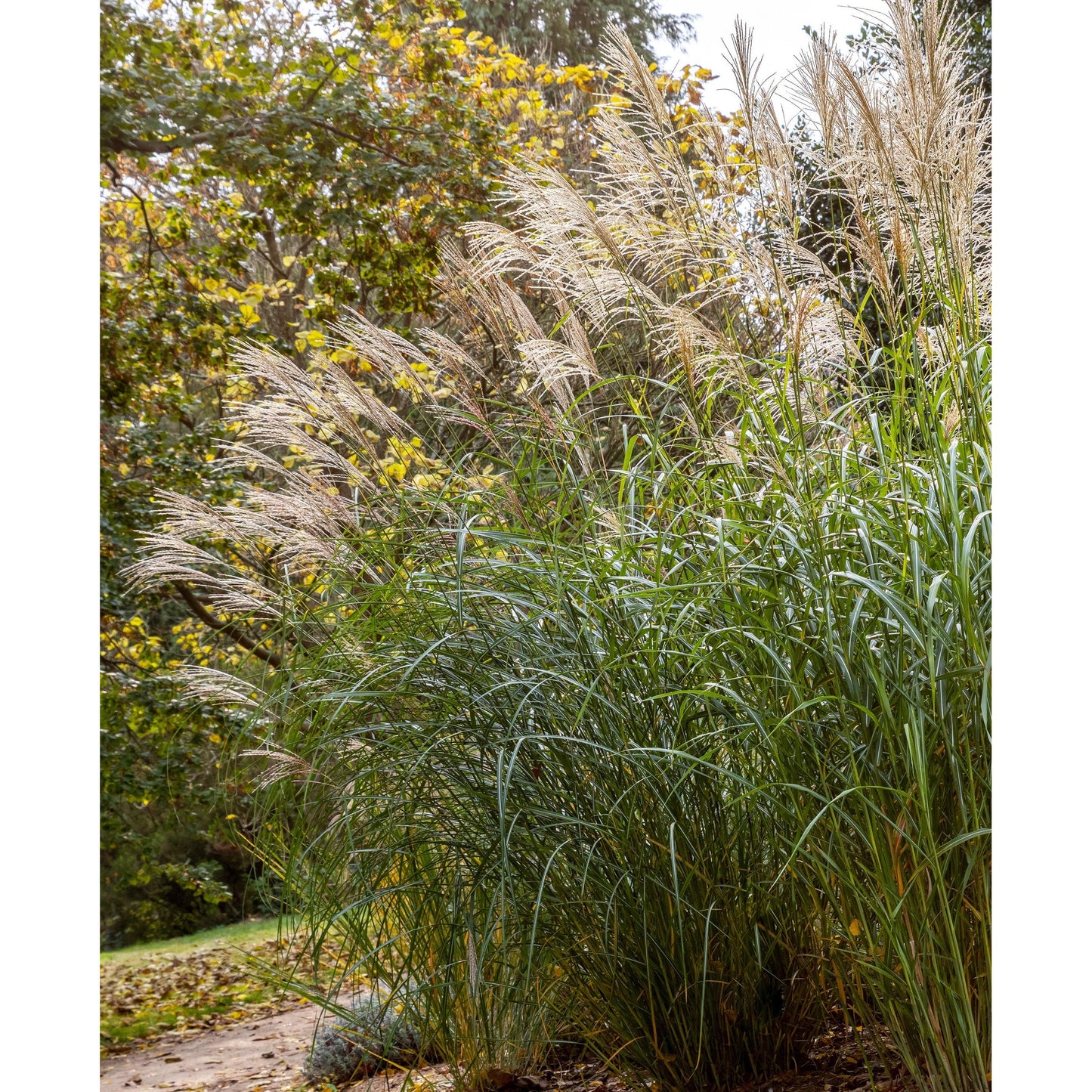 Silberfeder Silver Feather Grass - 3 bareroot plants