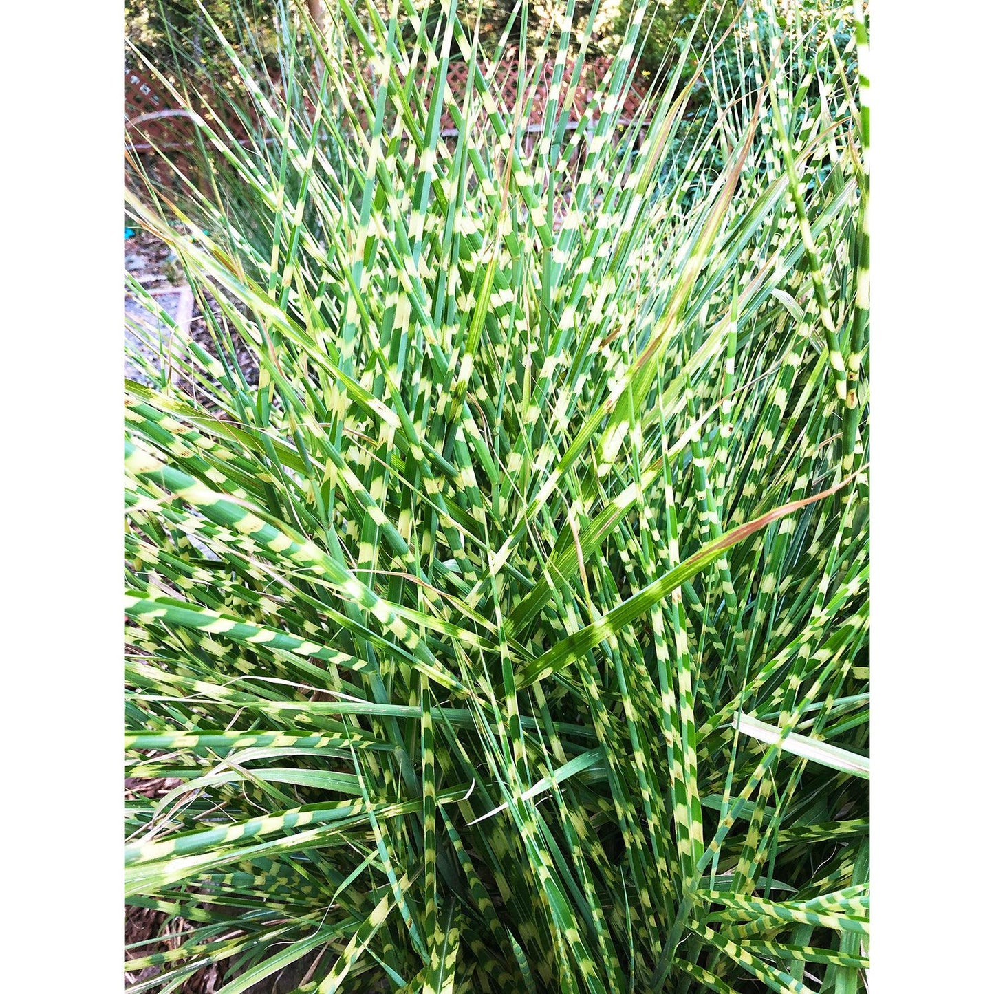 Zebra Grass - 3 bareroot plants