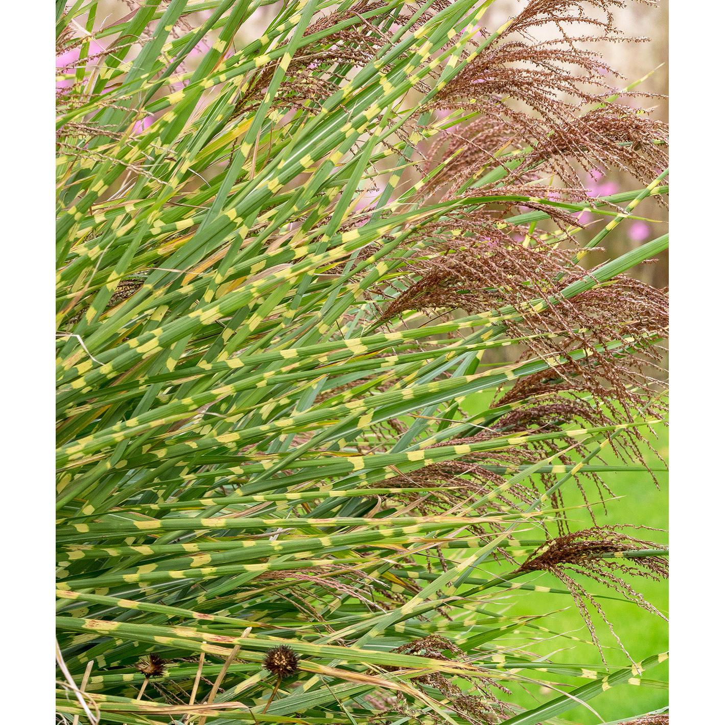 Zebra Grass - 3 bareroot plants