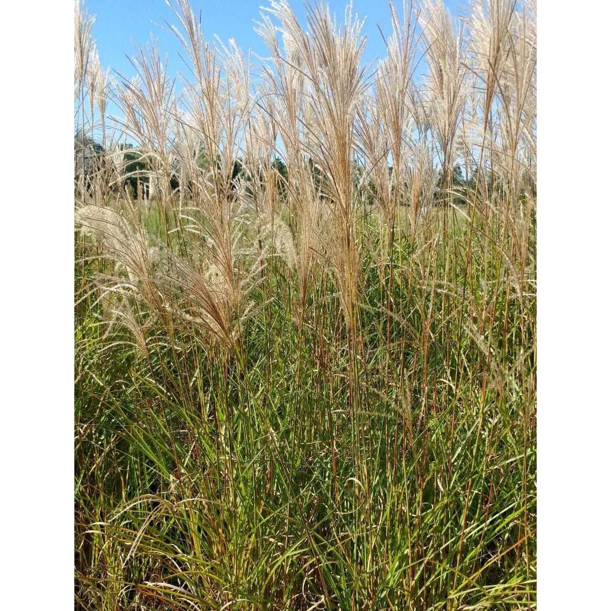 Graziella Maiden Grass - 3 bareroot plants