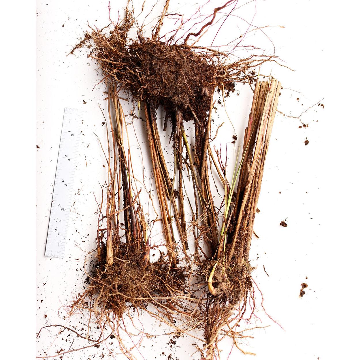 Graziella Maiden Grass - 3 bareroot plants