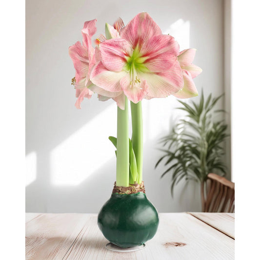 Green Waxed Amaryllis with Pink Flower