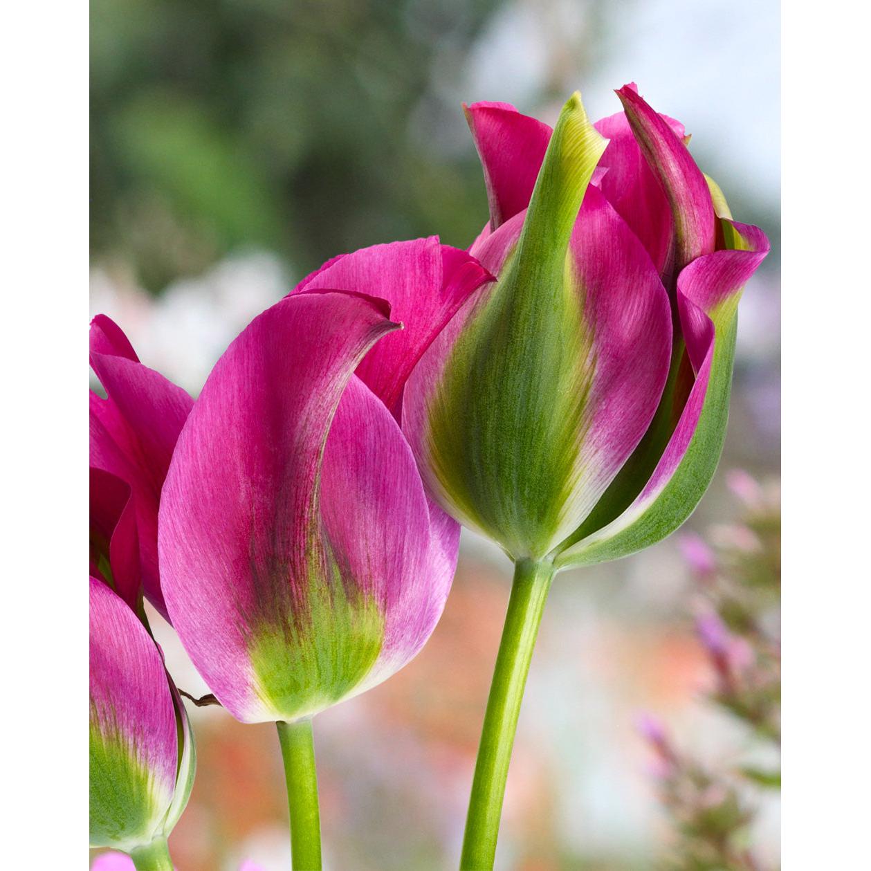 Green Love Viridiflora Tulip - 10 bulbs