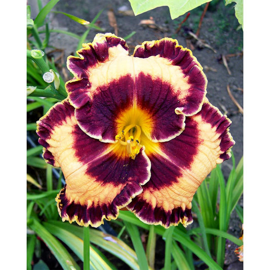 Griffin Miller Daylily - 1 Single Fan Division