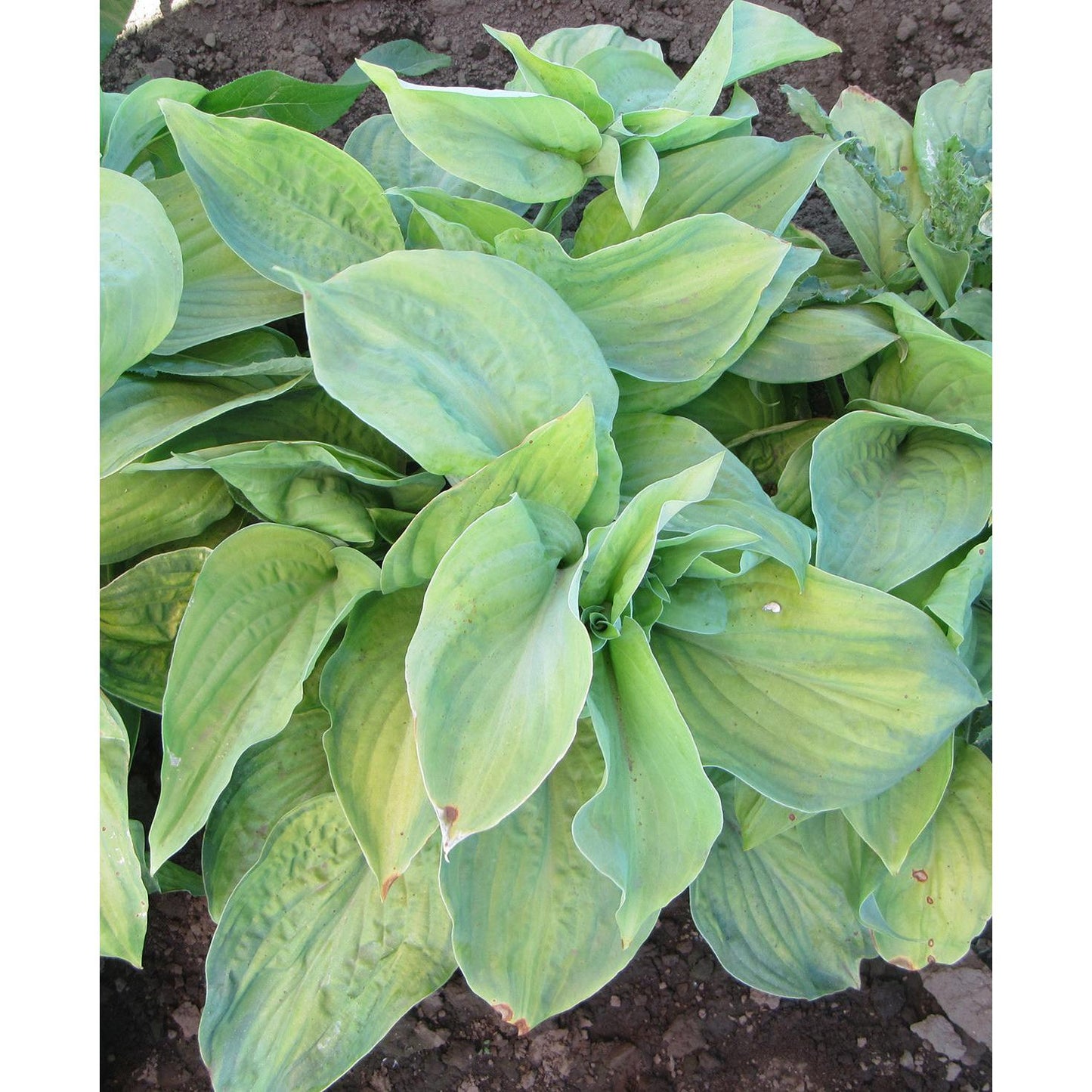 Guacamole Large Leaved Hosta - 3 root divisions