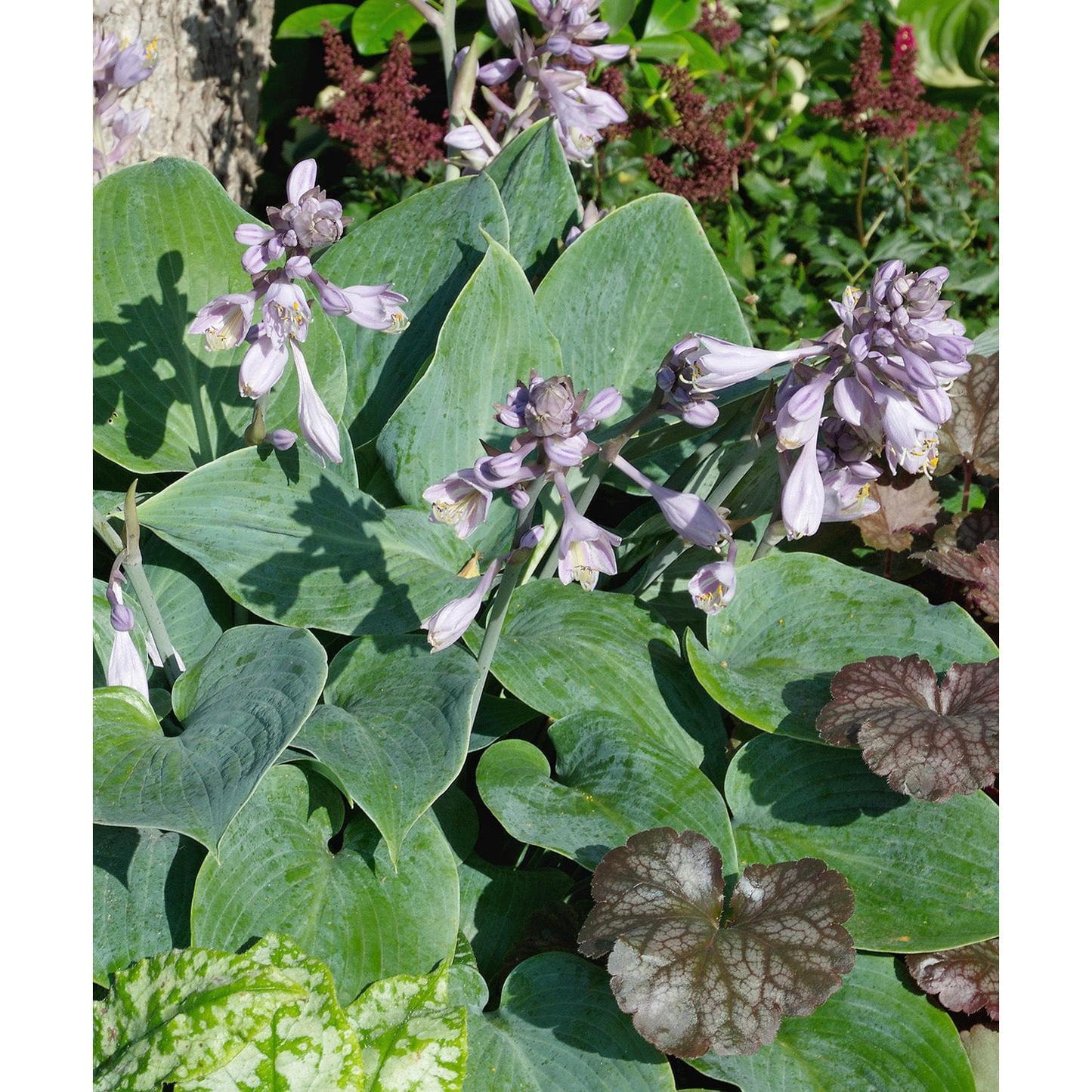 Halcyon Hosta - 3 root divisions