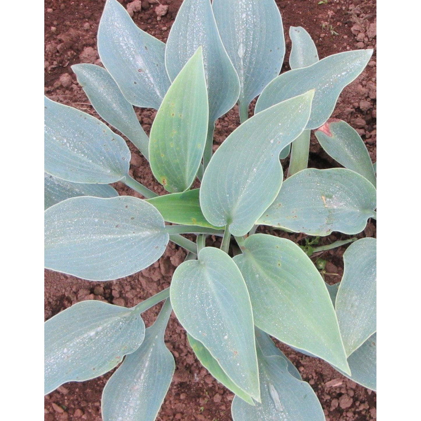 Halcyon Hosta - 3 root divisions