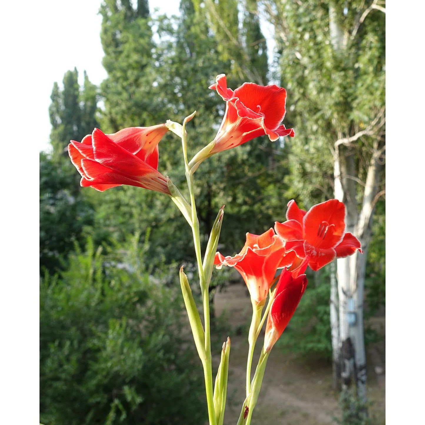 Atom Hardy Gladiolus - 5 bulbs