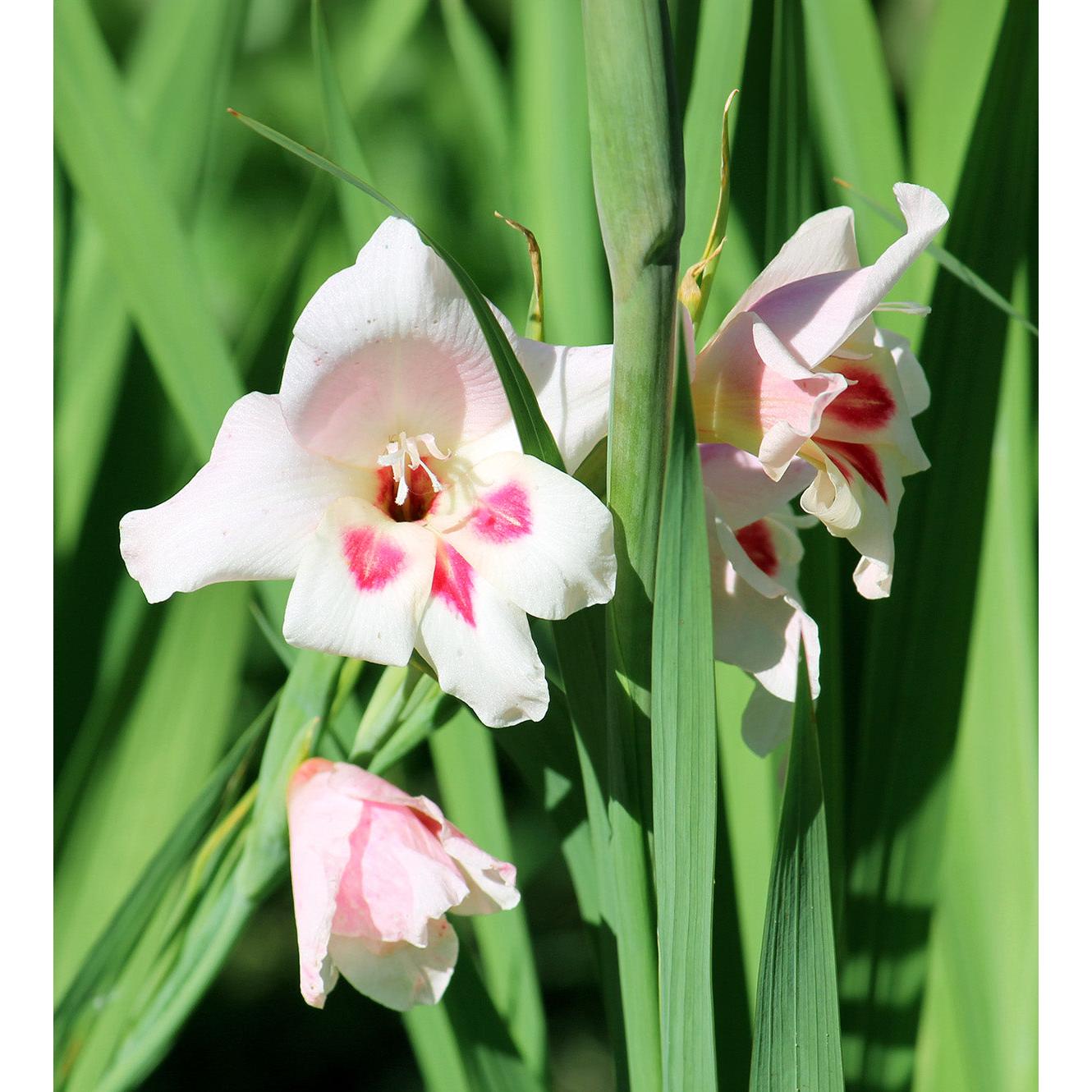 Nymph Hardy Gladiolus - 5 bulbs