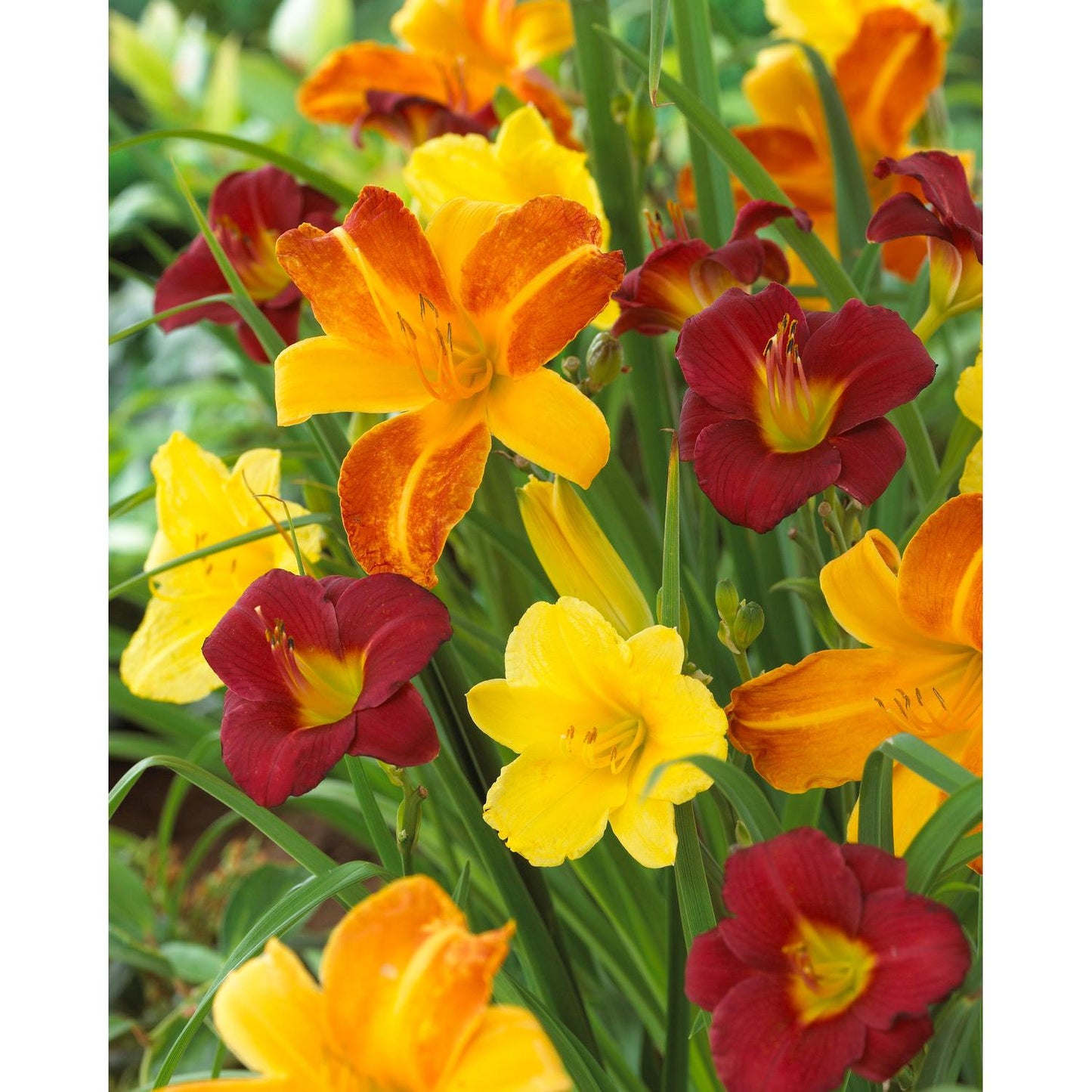 Mixed Reblooming Daylilies - 9 root divisions