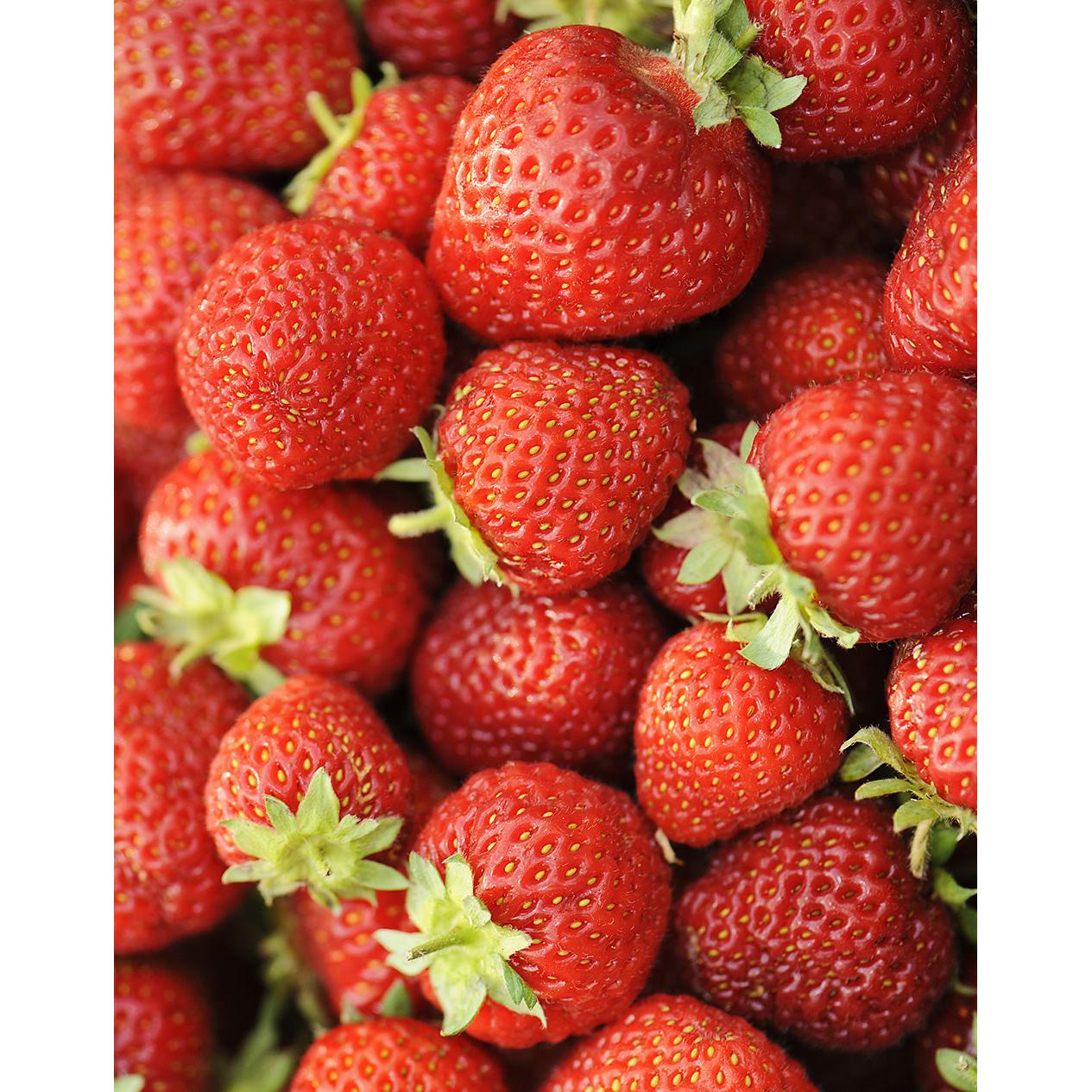 Honeoye Junebearer Strawberry - 20 root divisions