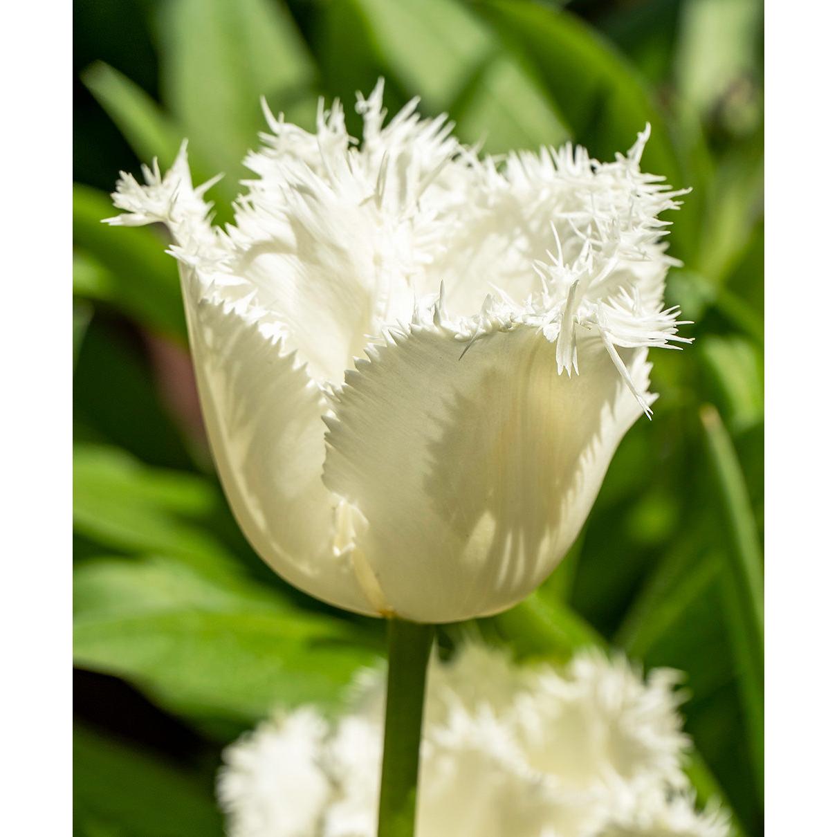 Honeymoon Fringed Tulip - 10 bulbs