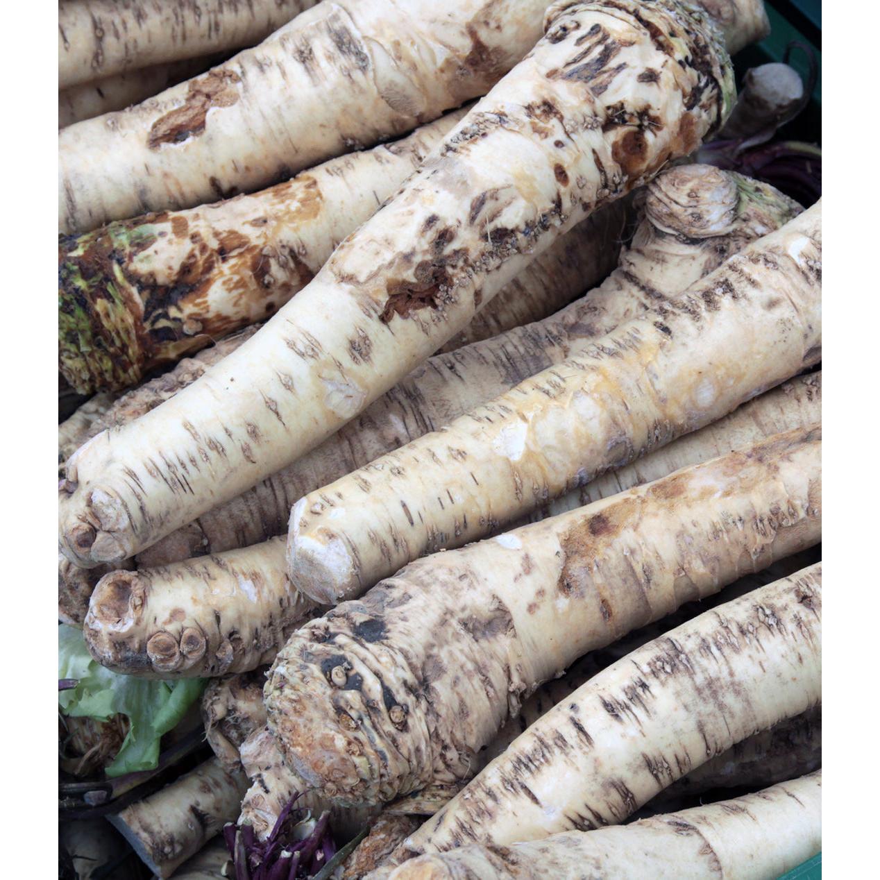 Horseradish - 3 cuttings