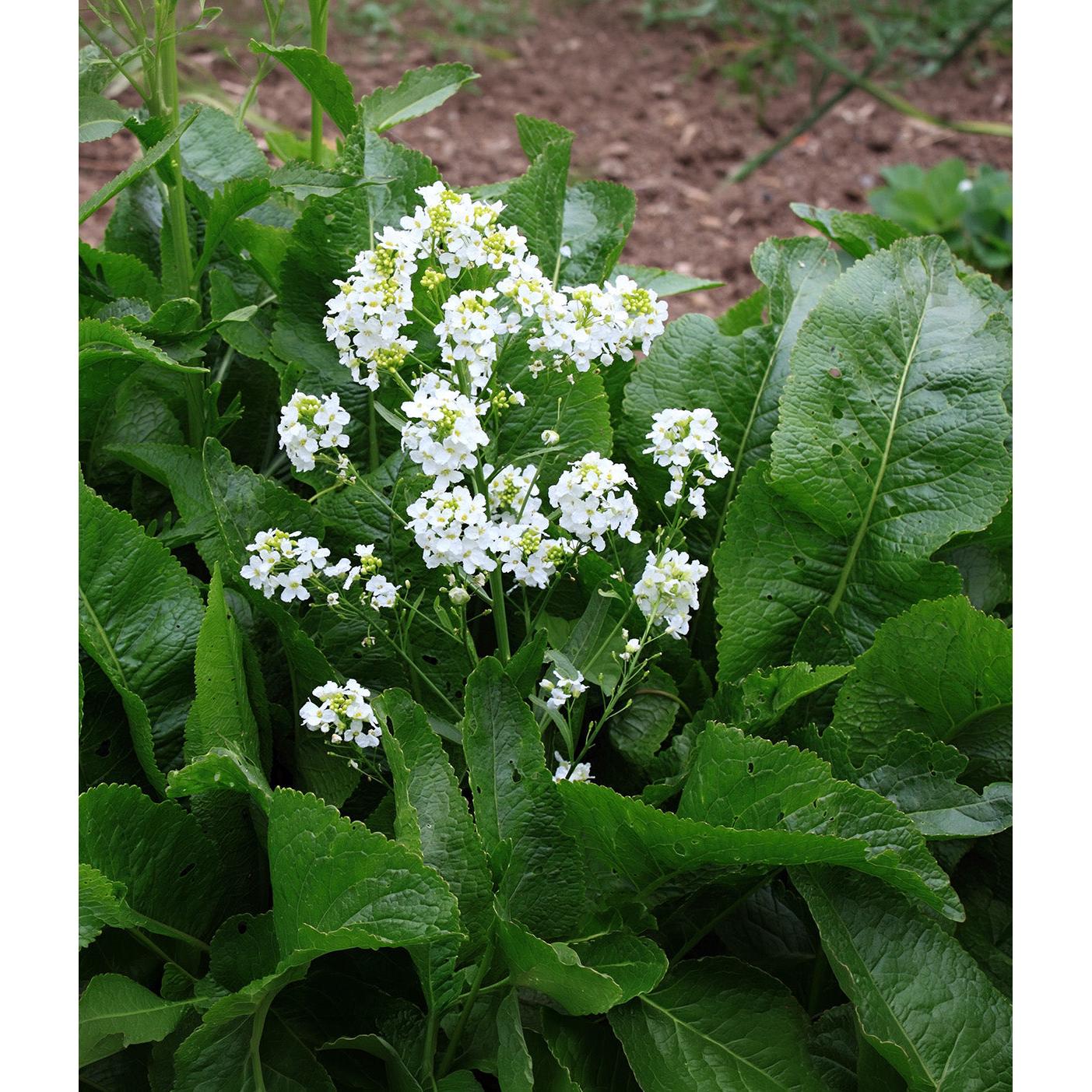Horseradish - 3 cuttings
