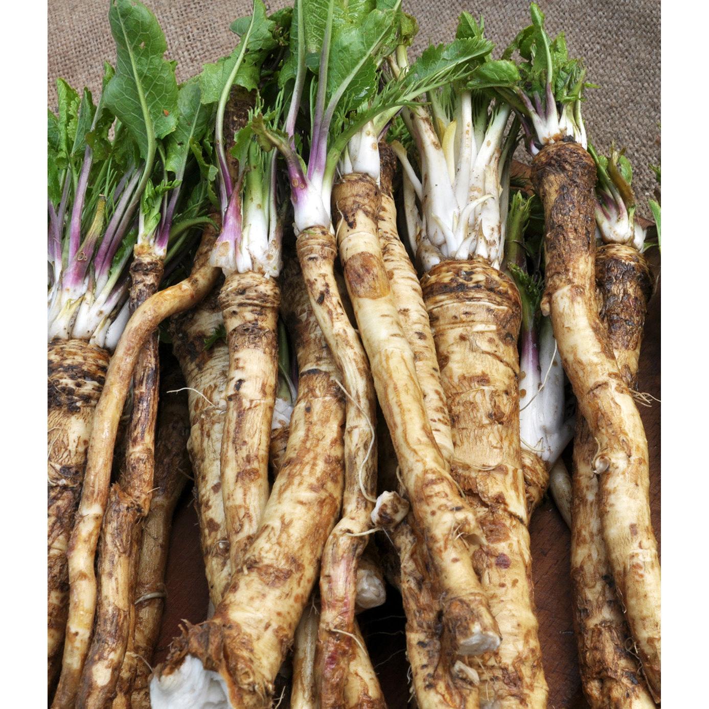 Horseradish - 3 cuttings