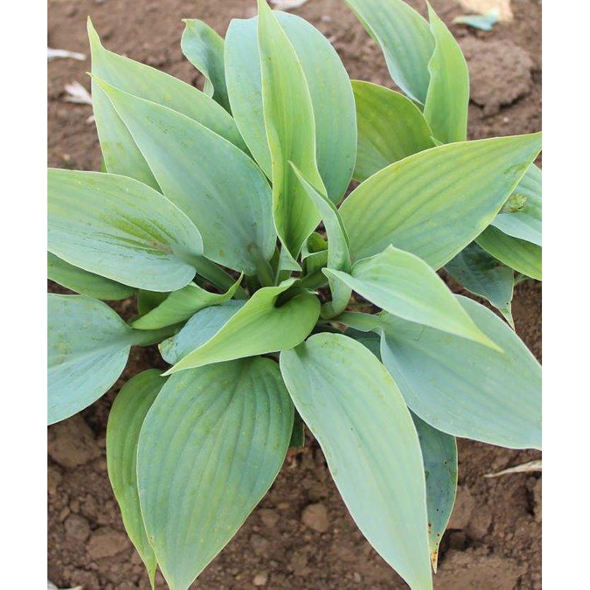Fragrant Blue Hosta - 3 root divisions
