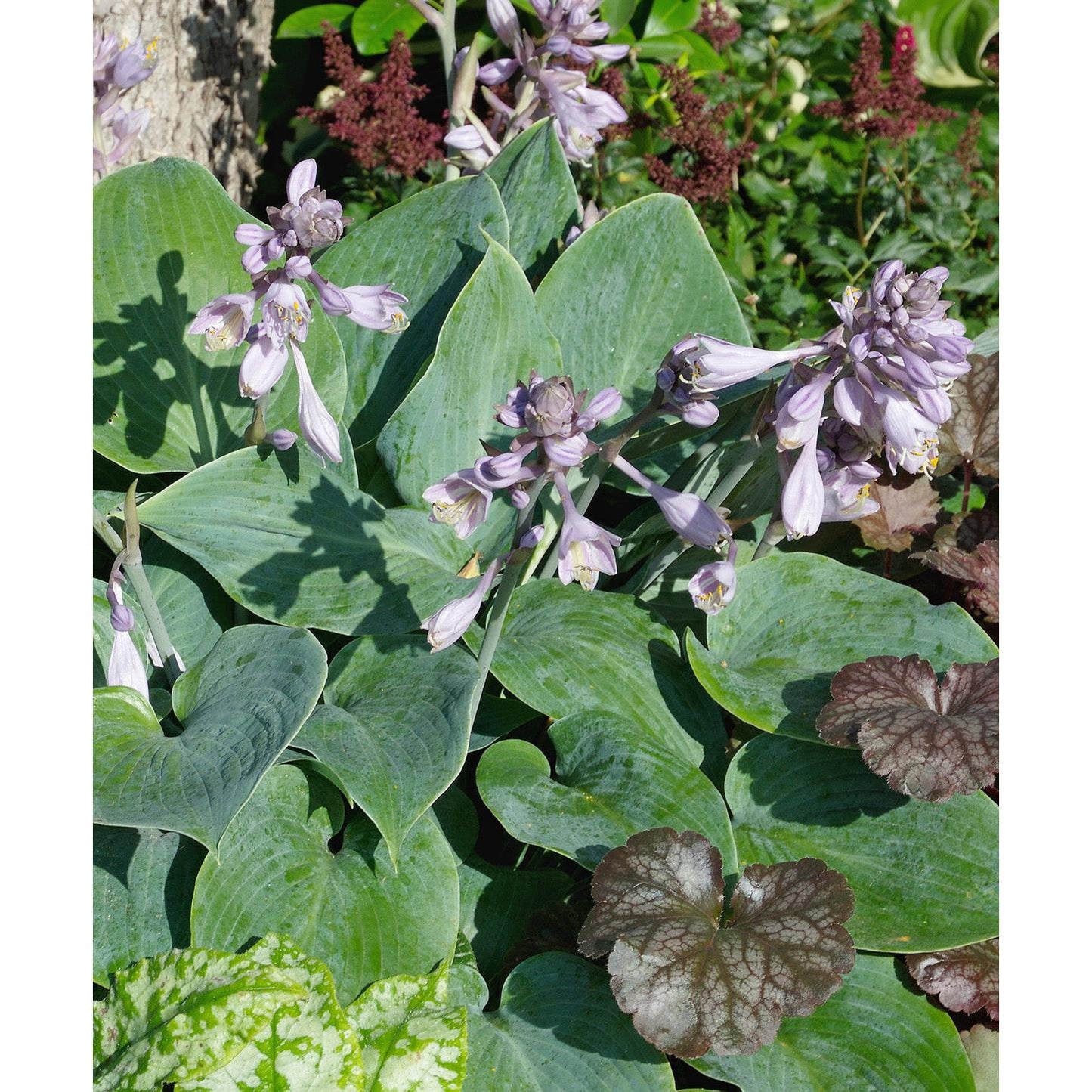 Halcyon Hosta - 3 root divisions