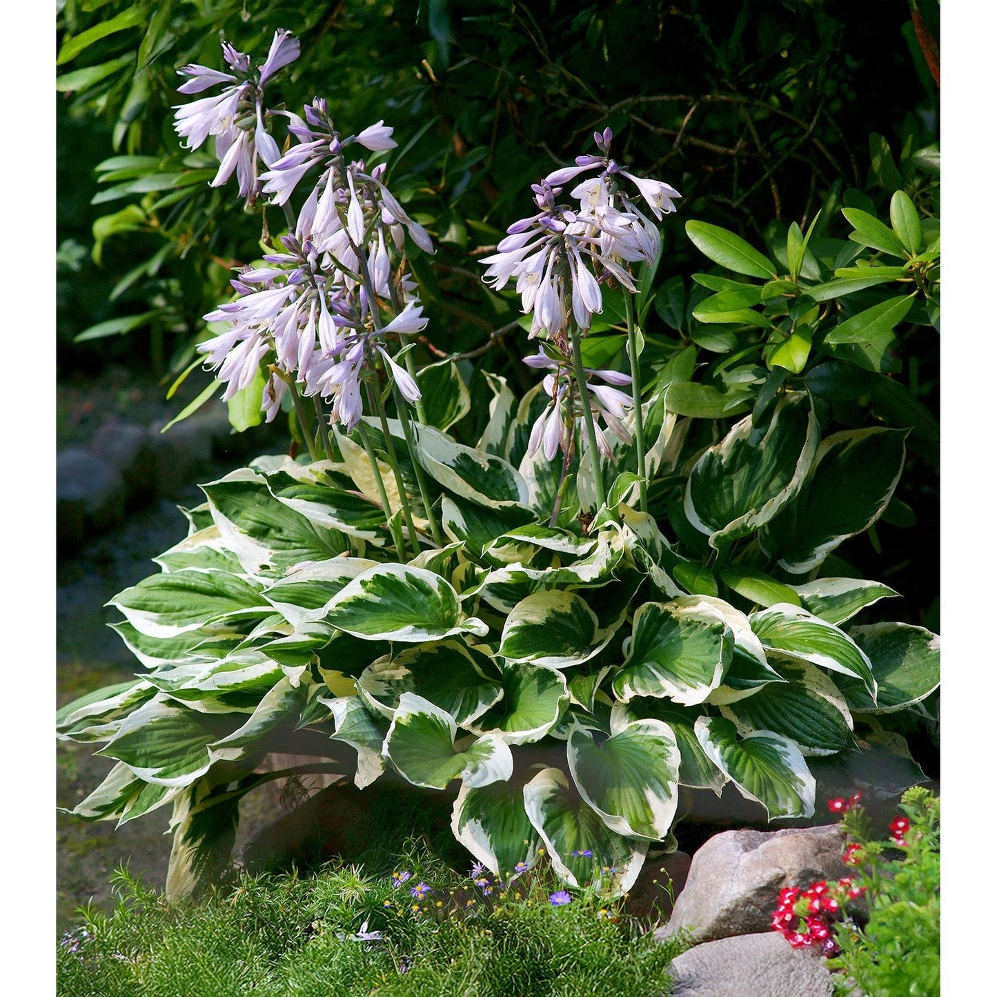 Patriot Hosta - 3 root divisions