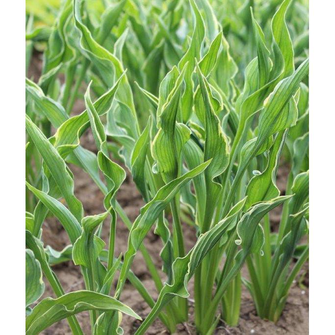 Praying Hands Hosta - 3 root divisions