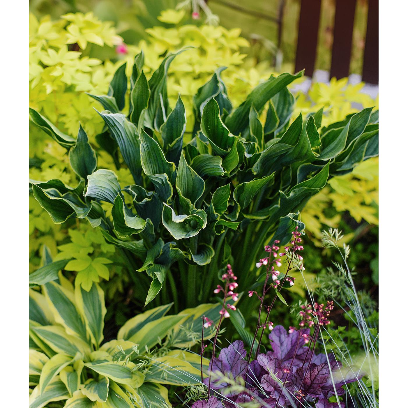 Praying Hands Hosta - 3 root divisions