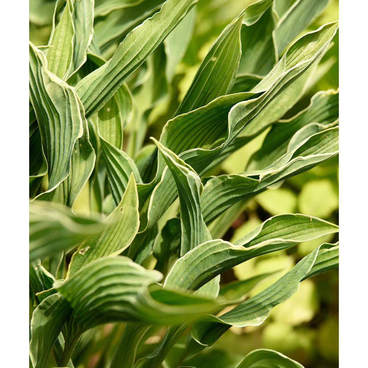 Praying Hands Hosta - 3 root divisions