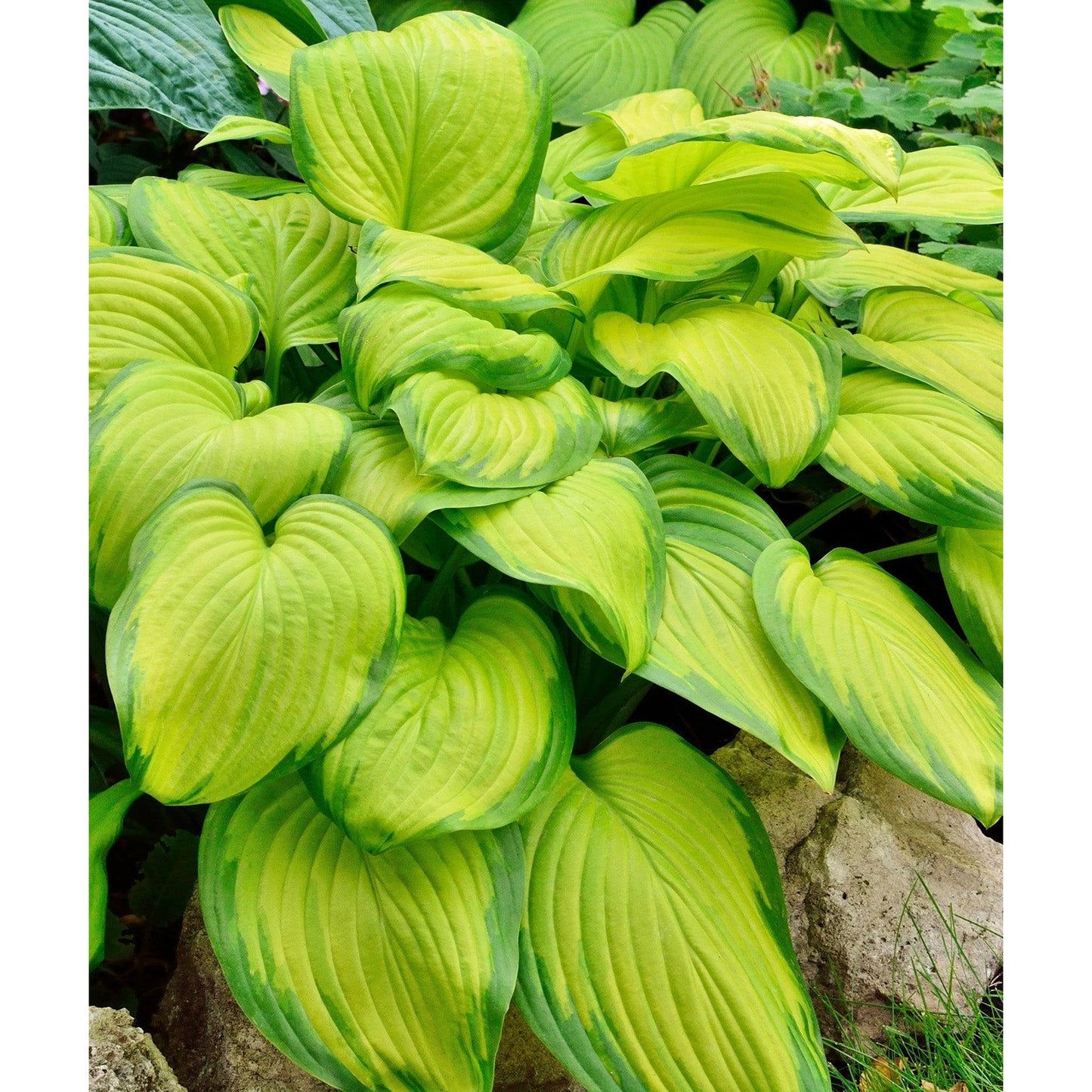 Stained Glass Hosta - 3 root divisions
