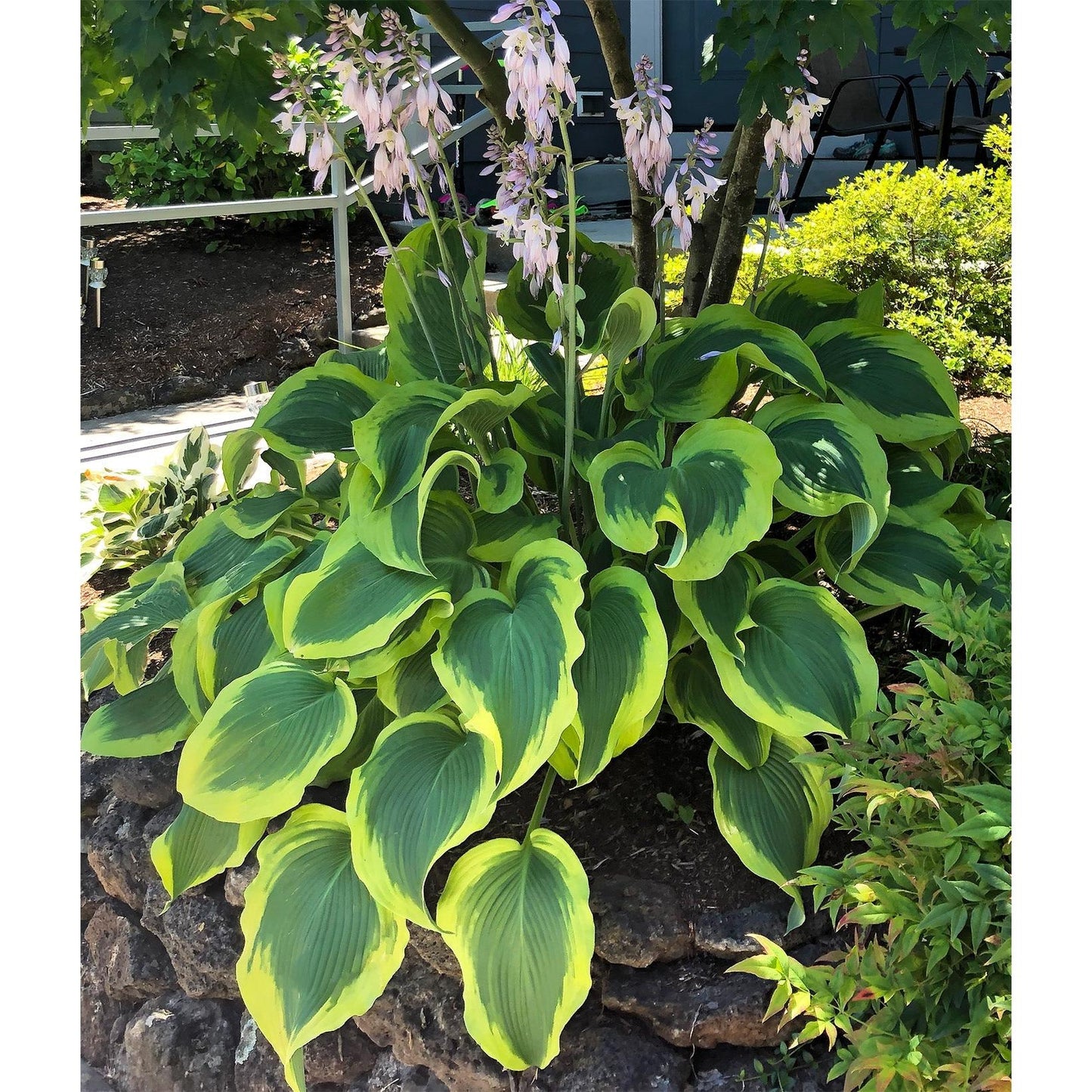 Wide Brim Hosta - 3 root divisions