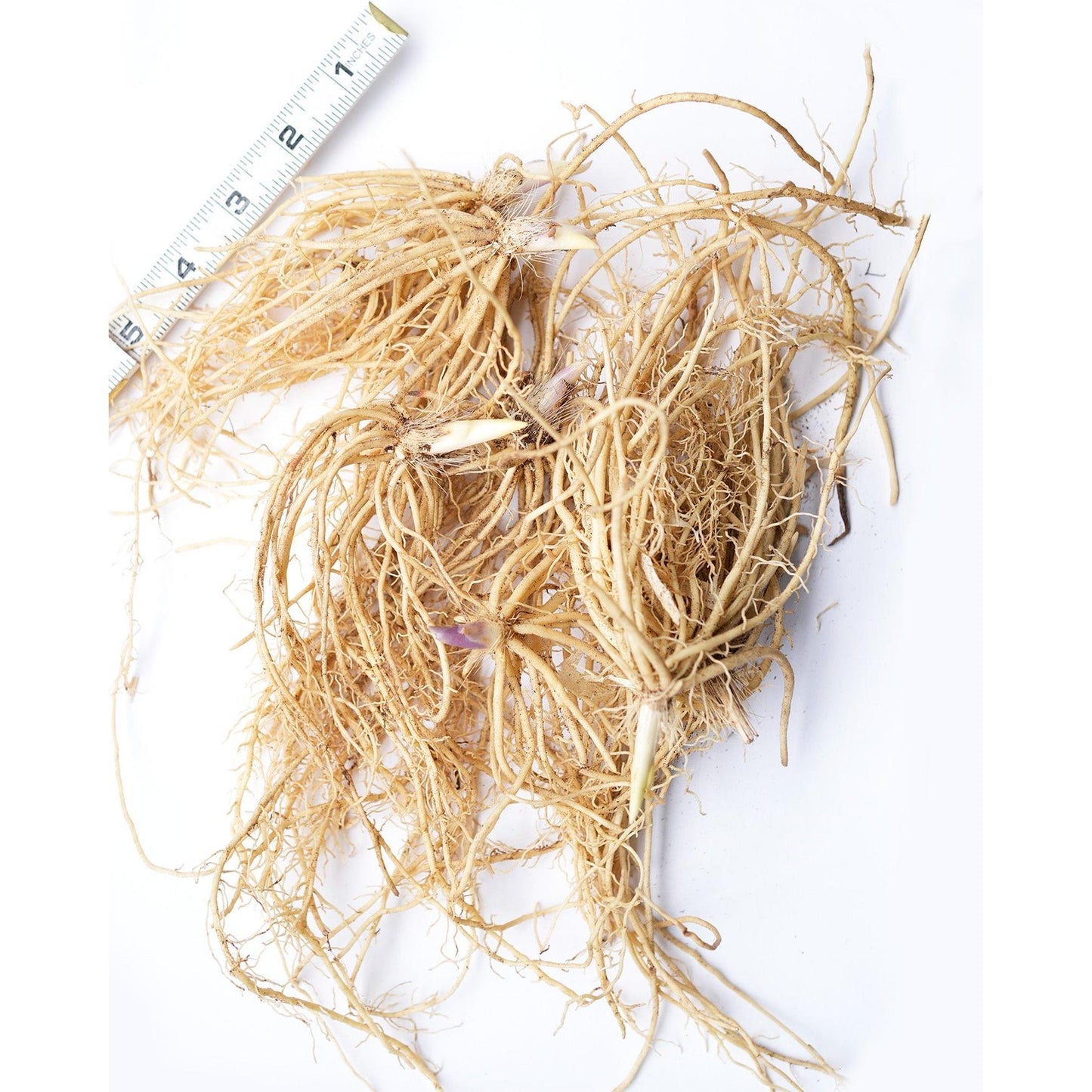 Mixed Hostas - 9 root divisions