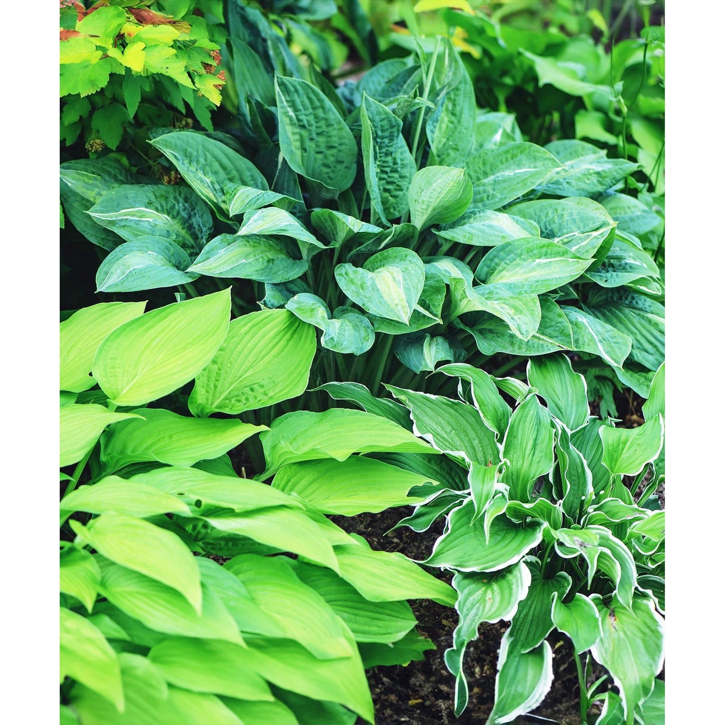 Mixed Hostas - 9 root divisions