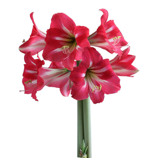 Hot Lips® Sonatini Amaryllis - 16-20 cm bulb