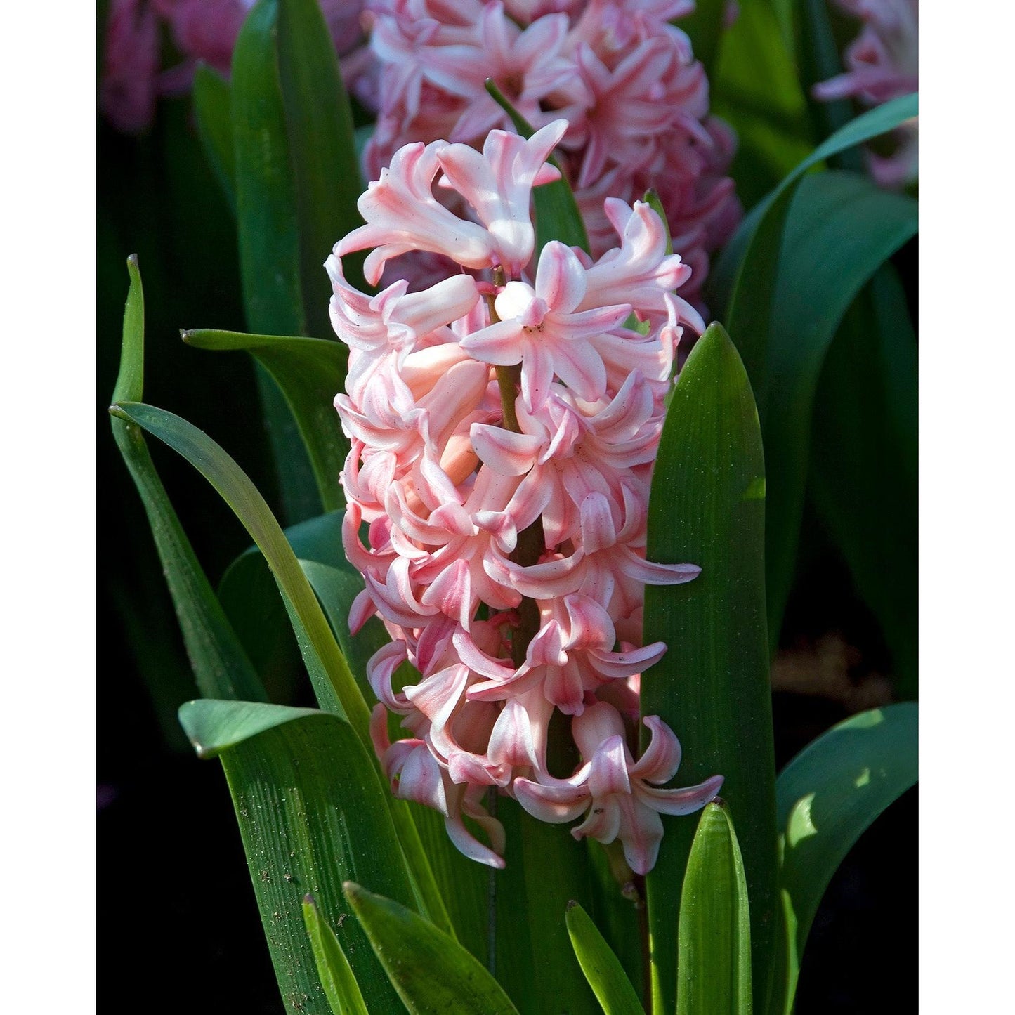 Anne Marie Hyacinth - 10 bulbs