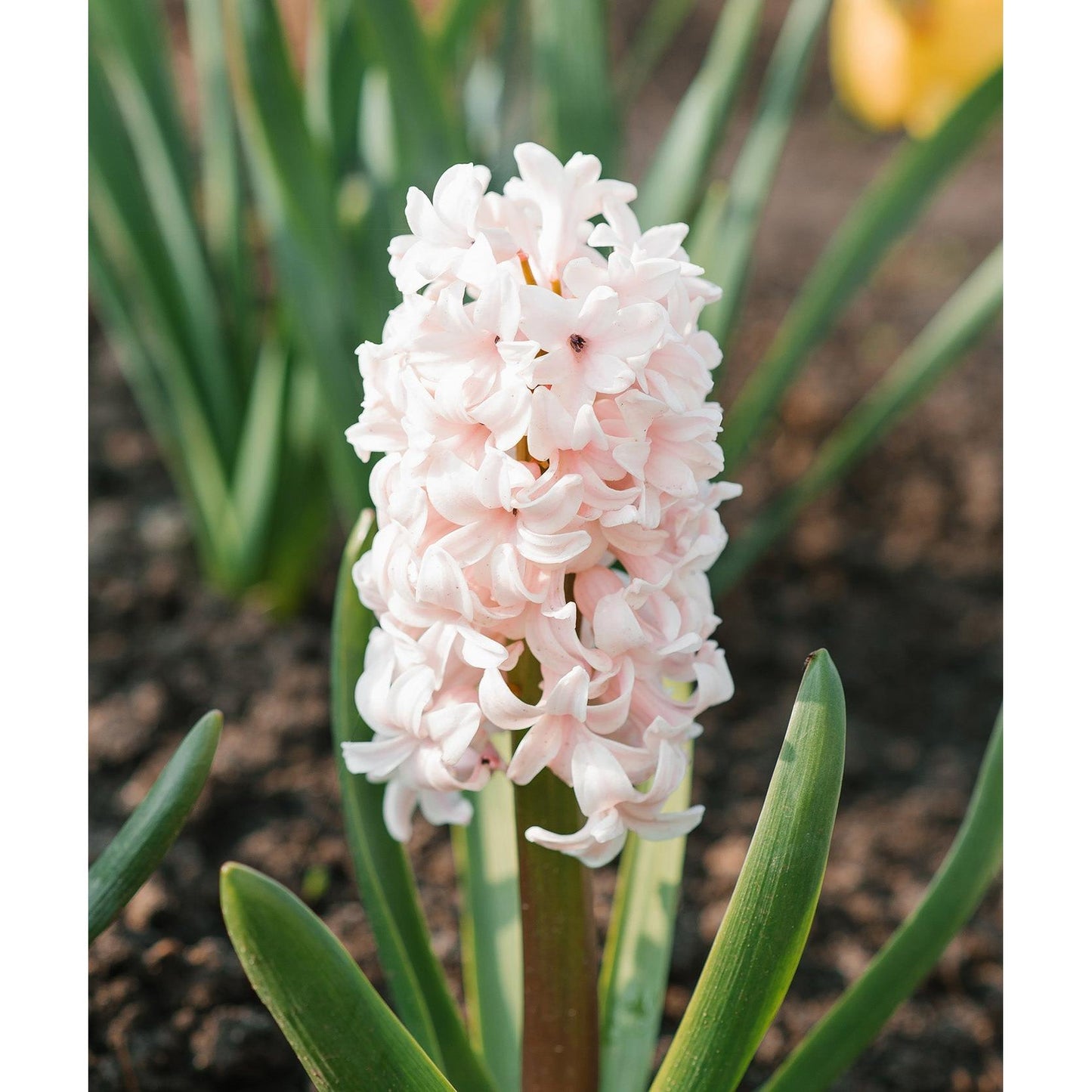 Apricot Passion Hyacinth - 10 bulbs