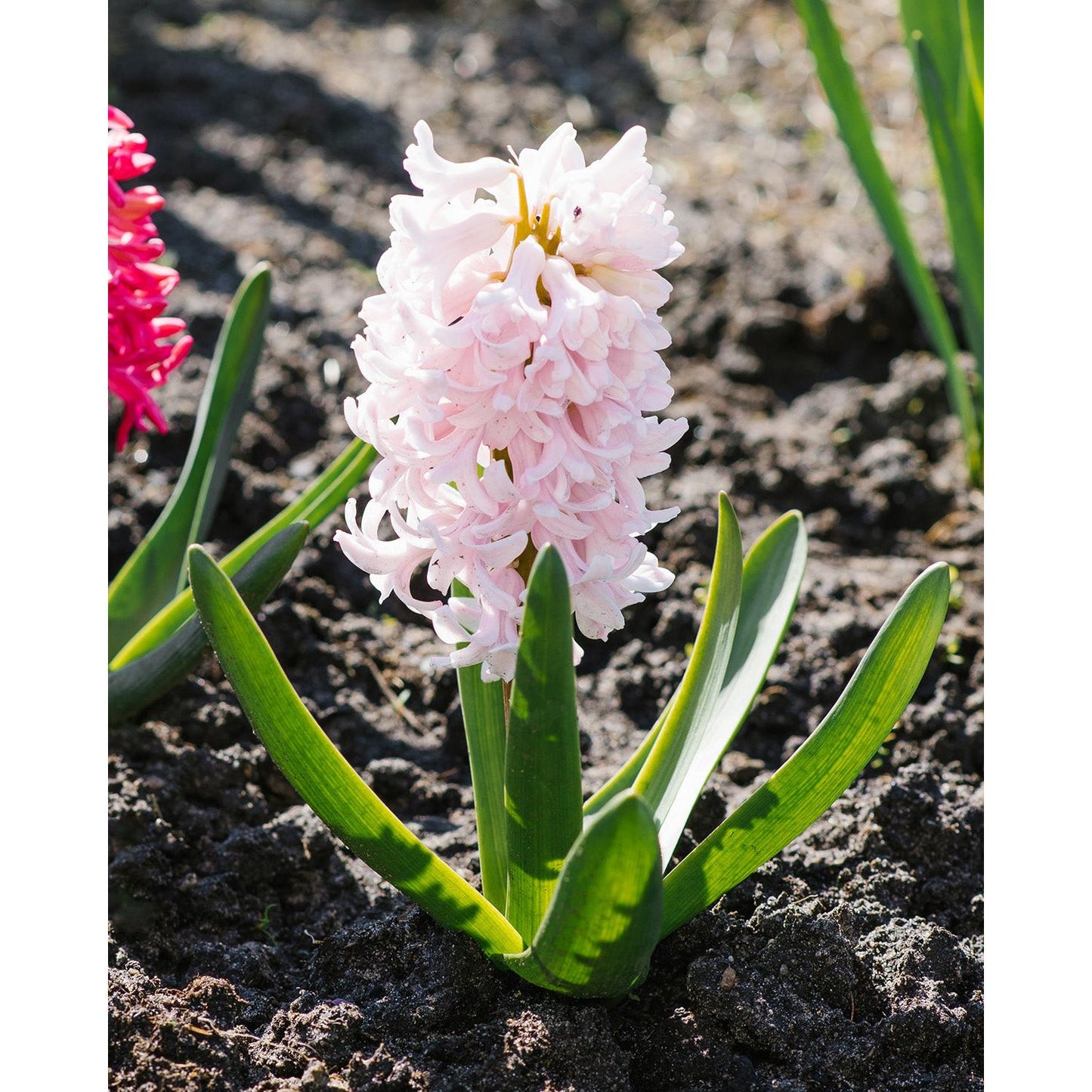 Apricot Passion Hyacinth - 10 bulbs