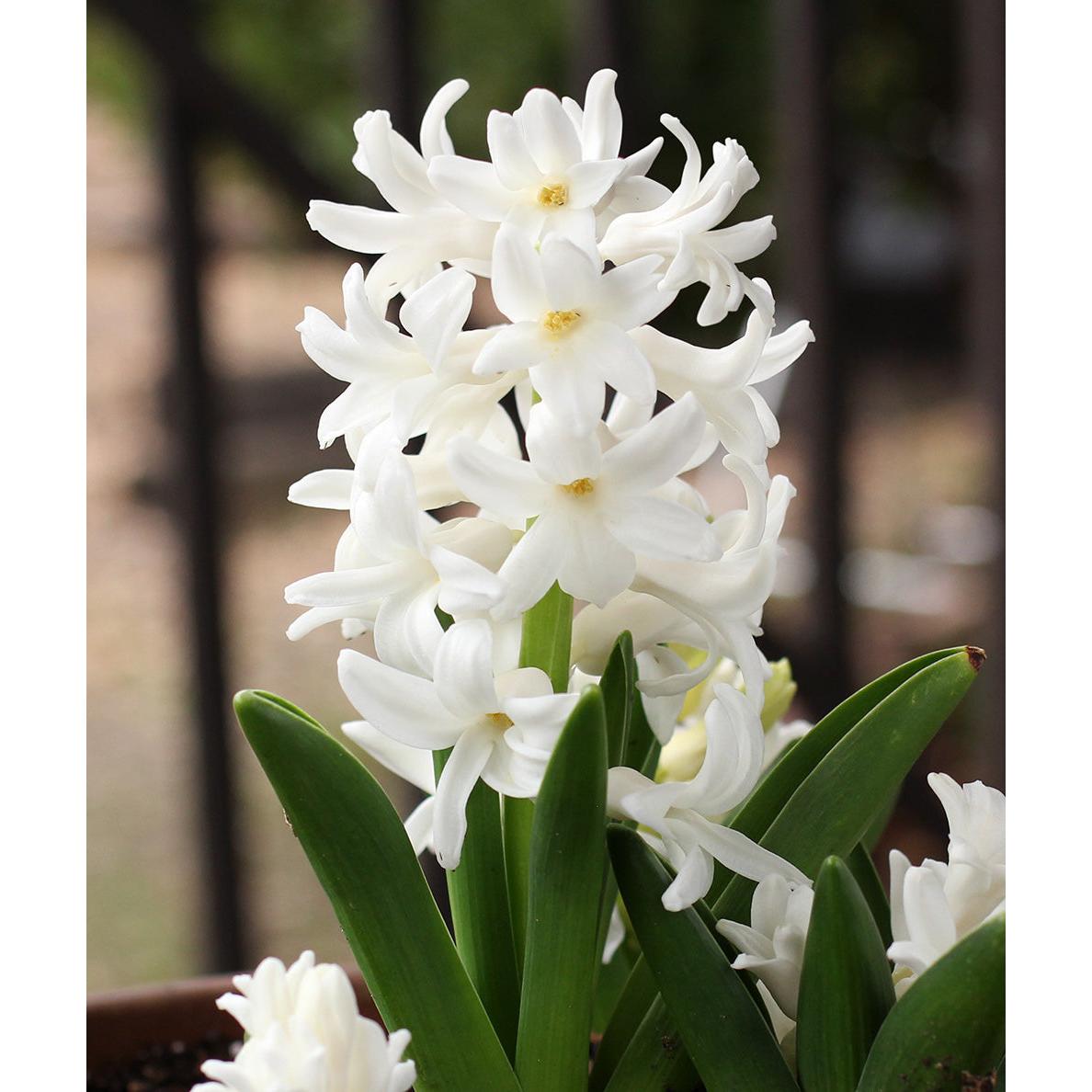 Carnegie Hyacinth - 10 bulbs