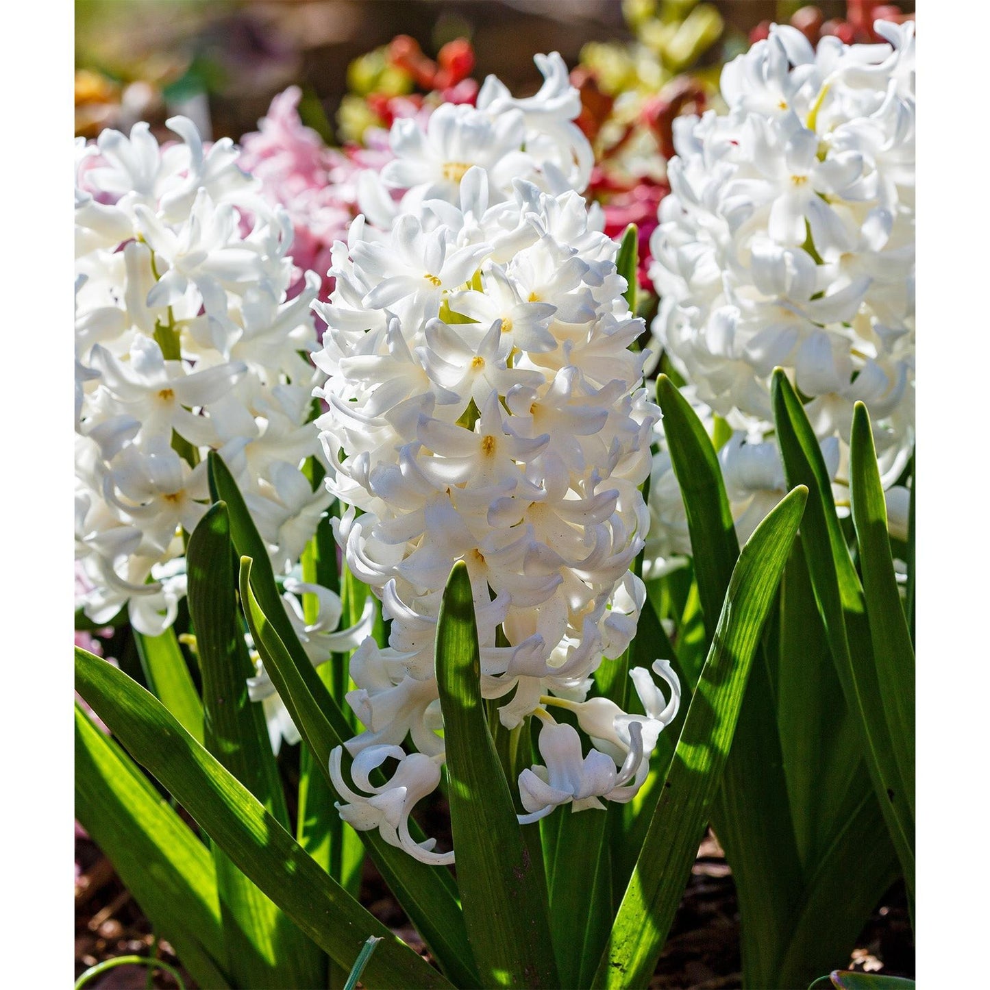 Carnegie Hyacinth - 10 bulbs