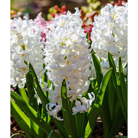 Carnegie Hyacinth - 10 bulbs