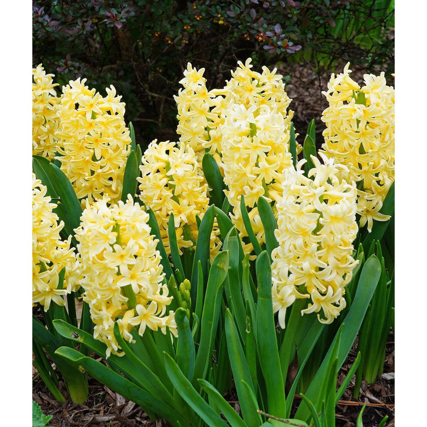 City of Harlem Hyacinth - 10 bulbs