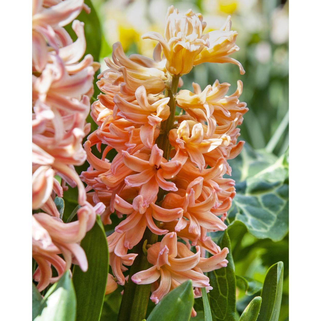 Gypsy Queen Hyacinth - 10 bulbs