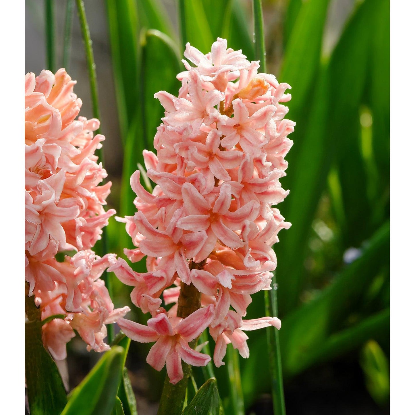 Gypsy Queen Hyacinth - 10 bulbs