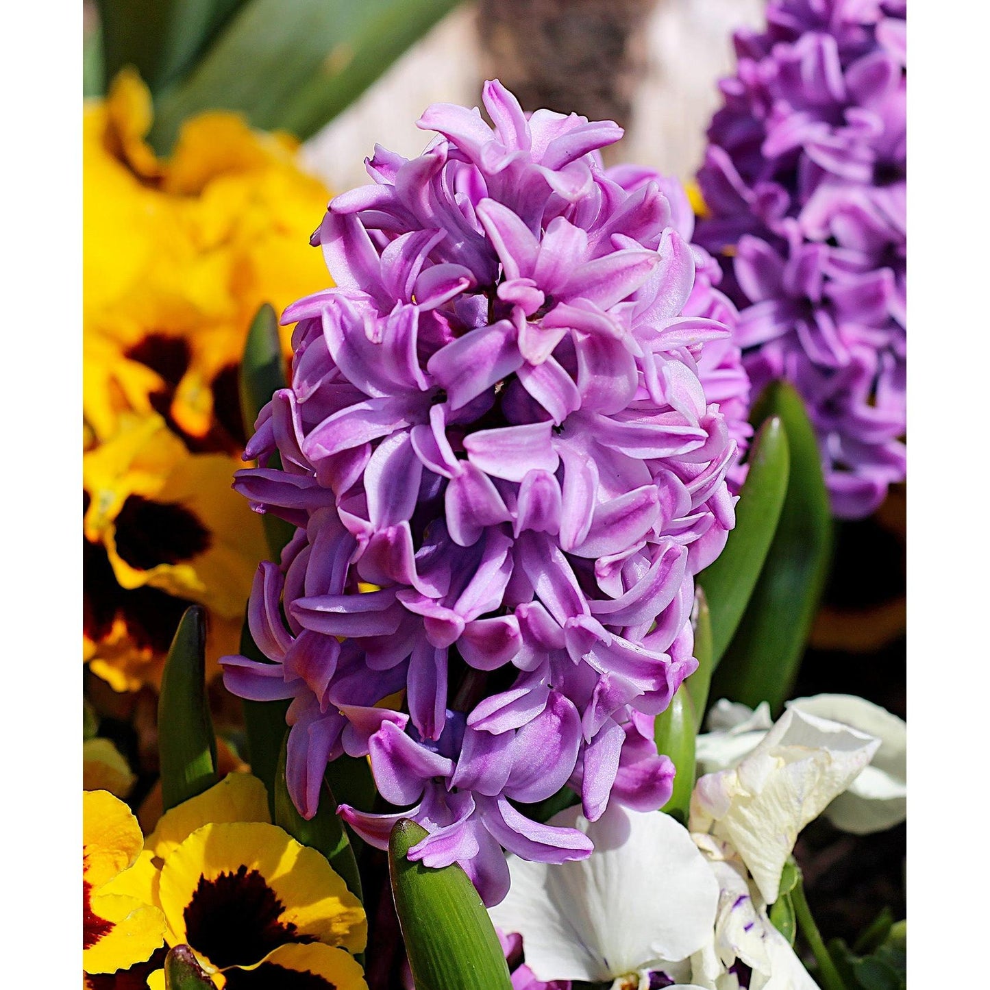 Miss Saigon Hyacinth - 10 bulbs