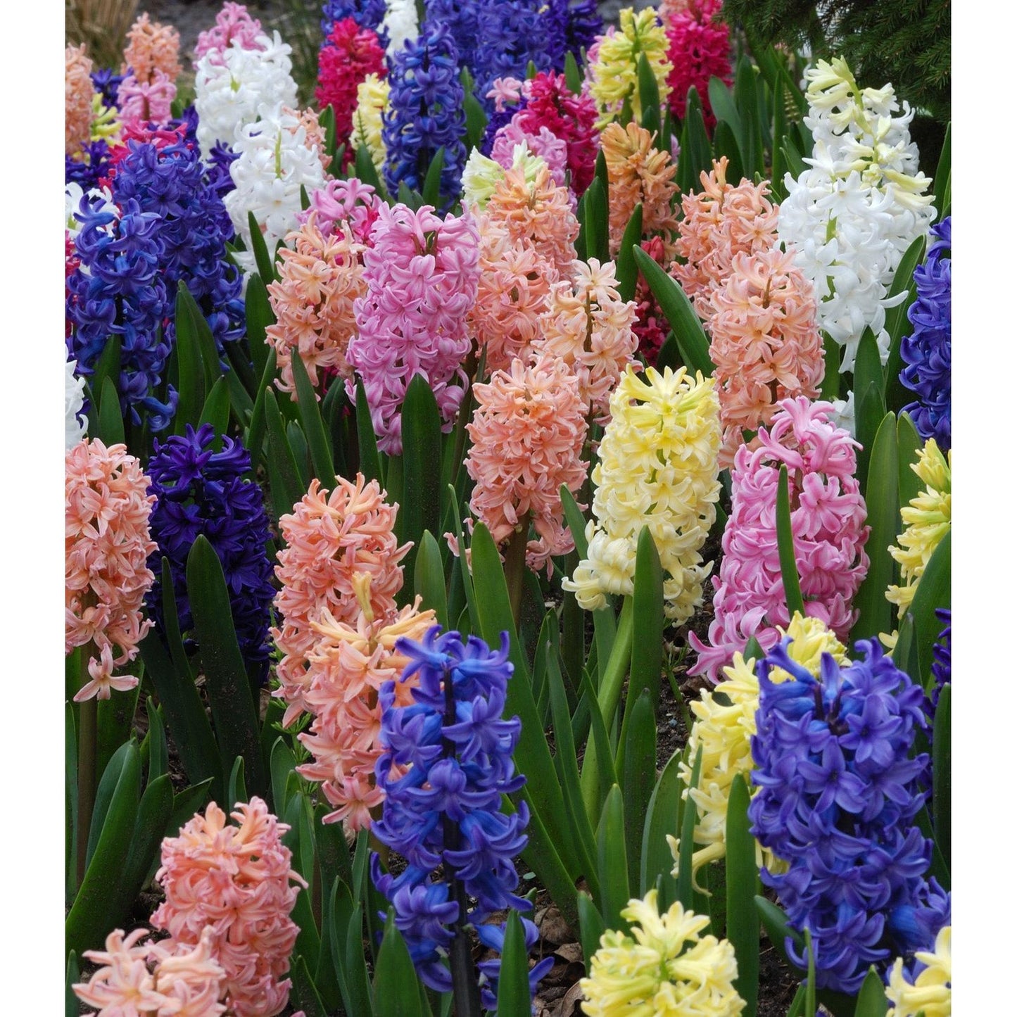 Mixed Hyacinths - 30 bulbs