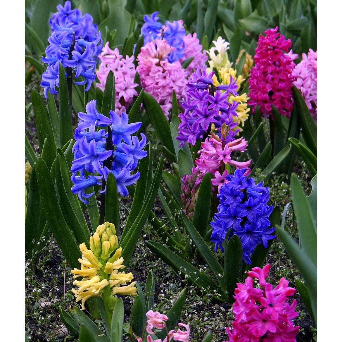 Mixed Hyacinths - 30 bulbs