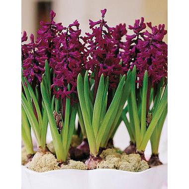 Woodstock Hyacinth - 10 bulbs
