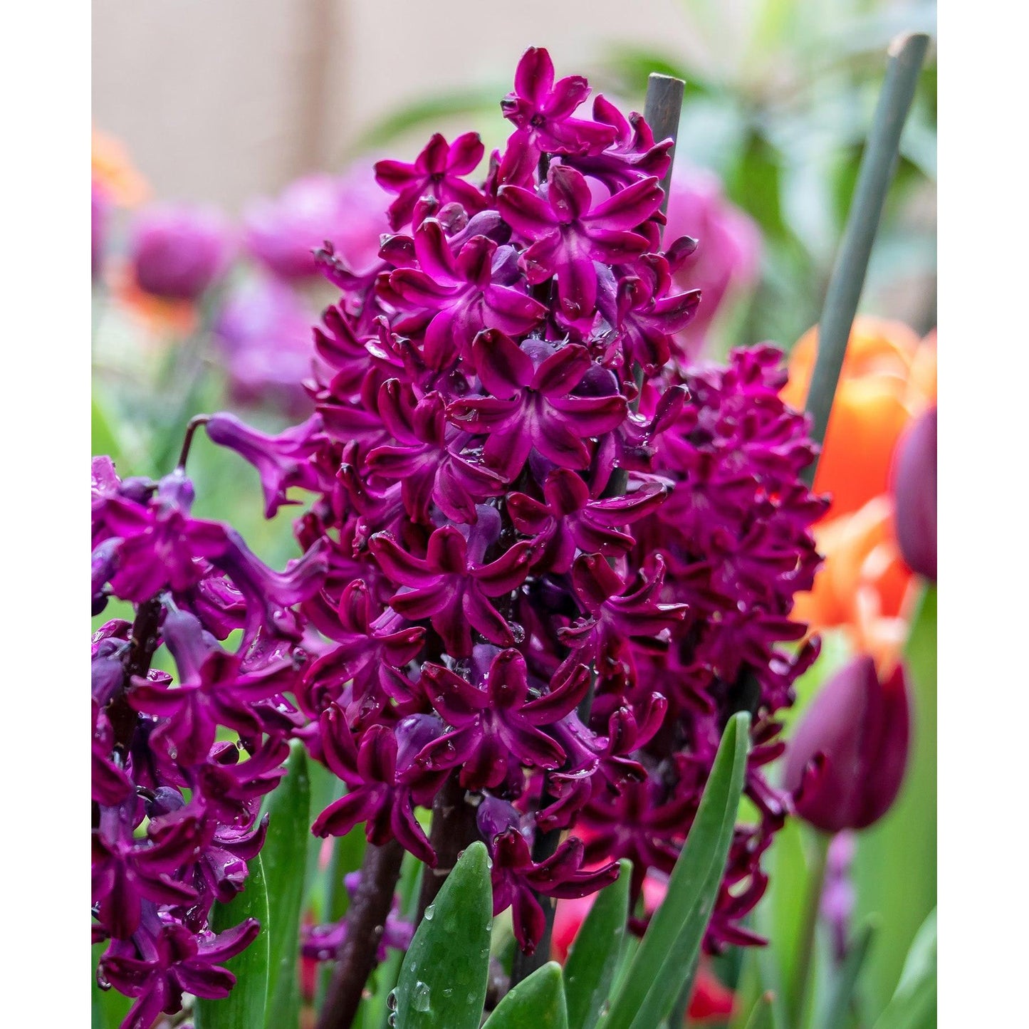 Woodstock Hyacinth - 10 bulbs
