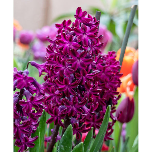 Woodstock Hyacinth - 10 bulbs