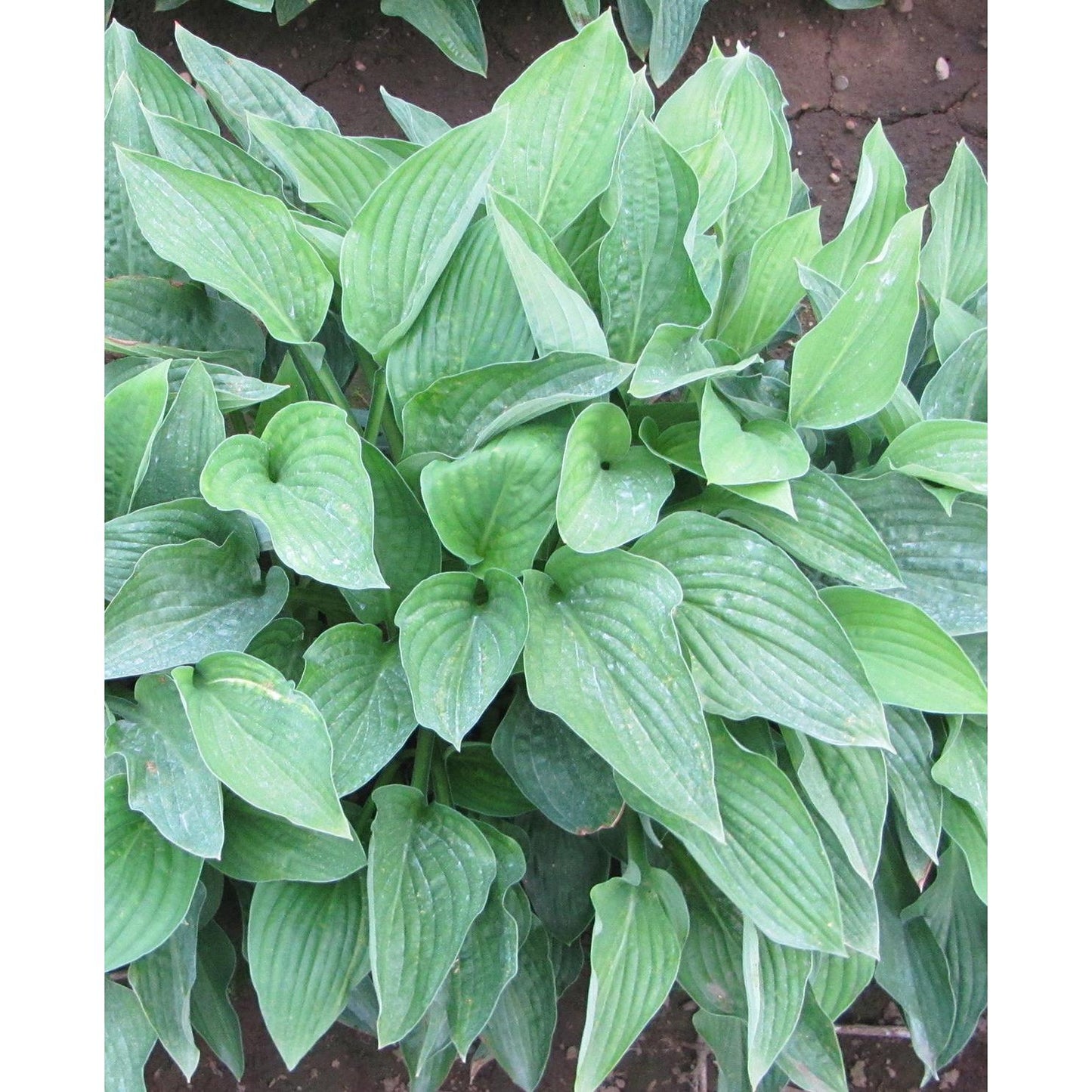 Hyacinthina Hosta - 3 root divisions
