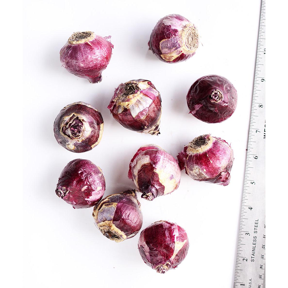 Anne Marie Hyacinth - 10 bulbs