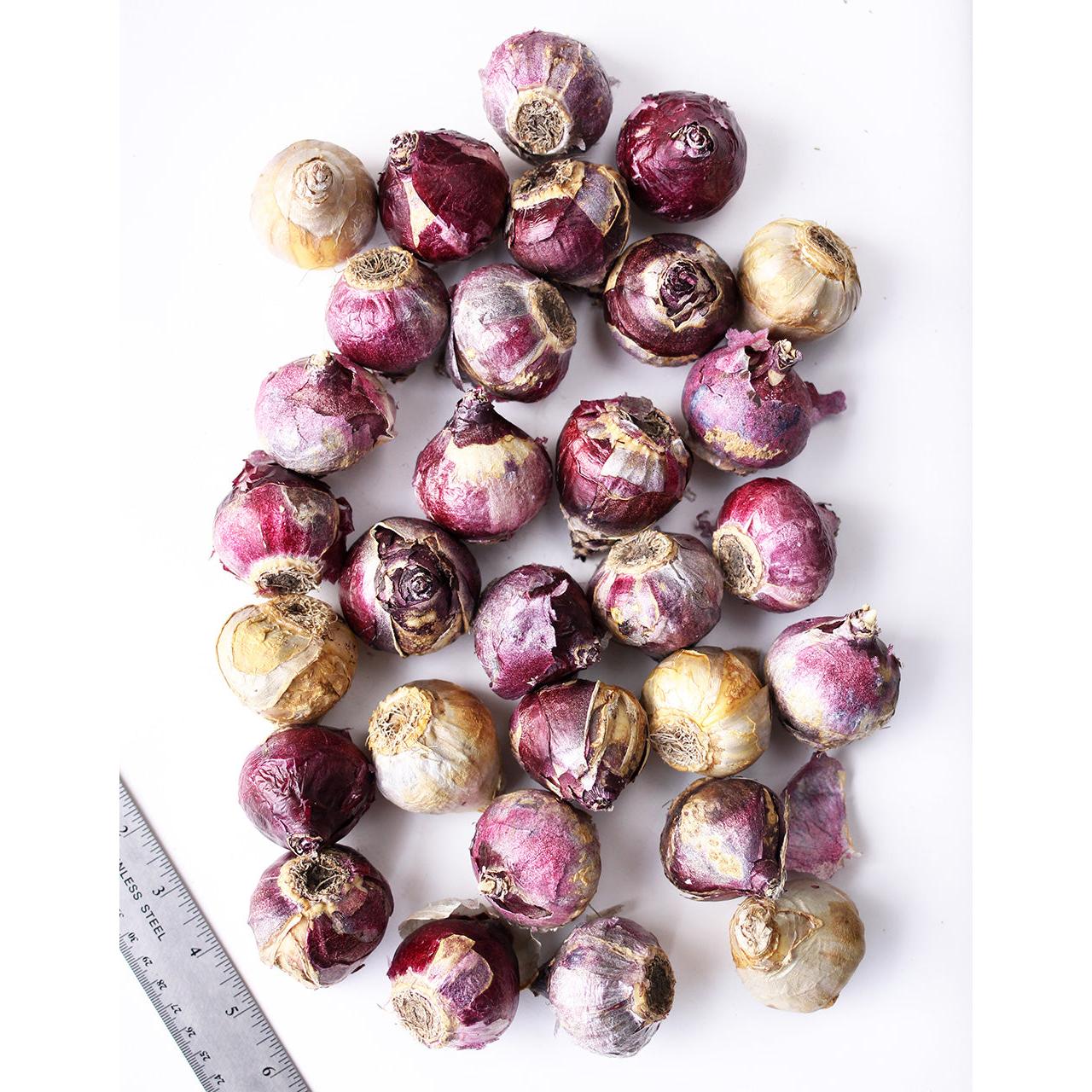 Mixed Hyacinths - 30 bulbs